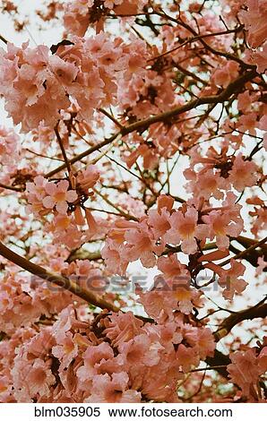 Stock Photography - Low angle view of flowering cherry tree. Fotosearch