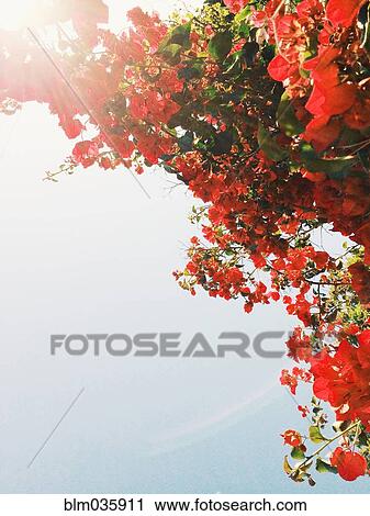Stock Image - Low angle view of flowering tree branches. Fotosearch