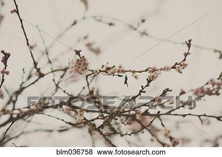 Low angle view of flowering tree branches View Large Photo Image Stock Photo - Low angle view of flowering tree branches. Fotosearch
