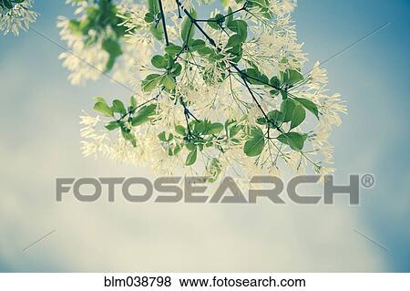 Stock Photo - Low angle view of flowers growing on plant branch. Fotosearch