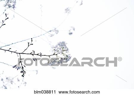 Stock Image - Low angle view of flowers on tree branches. Fotosearch