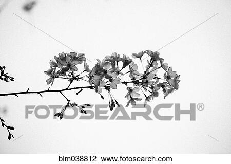 Low angle view of flowers on tree branches View Large Photo Image Stock Image - Low angle view of flowers on tree branches. Fotosearch