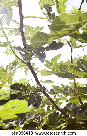 Low angle view of leaves on tree branches View Large Photo Image Stock Photo - Low angle view of leaves on tree branches. Fotosearch