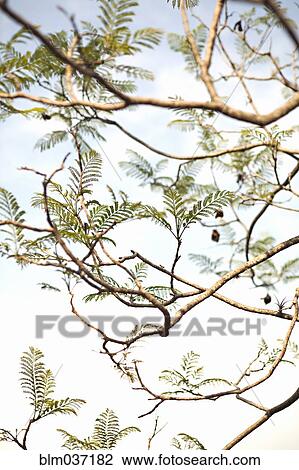 Stock Image - Low angle view of tree branches under sky. Fotosearch