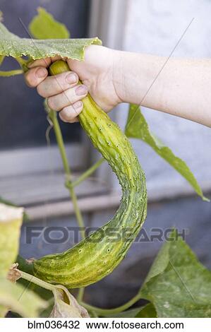 Mixed race farmer examining cucumber plants in garden View Large Photo Image Stock Image - Mixed race farmer examining cucumber plants in garden. Fotosearch