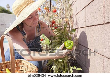 Mixed race farmer examining plants in garden View Large Photo Image Picture - Mixed race farmer examining plants in garden. Fotosearch