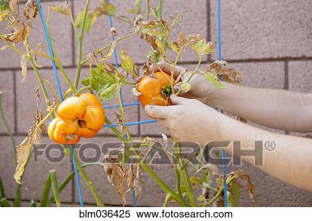 Stock Photography - Mixed race farmer picking tomatoes from plant. Fotosearch