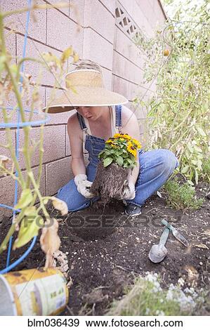 Stock Photo - Mixed race farmer planting flowers in garden. Fotosearch