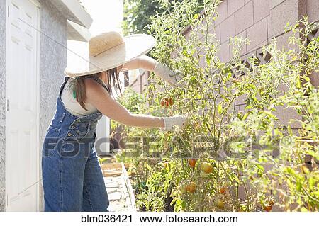 Mixed race farmer working in garden View Large Photo Image Stock Image - Mixed race farmer working in garden. Fotosearch