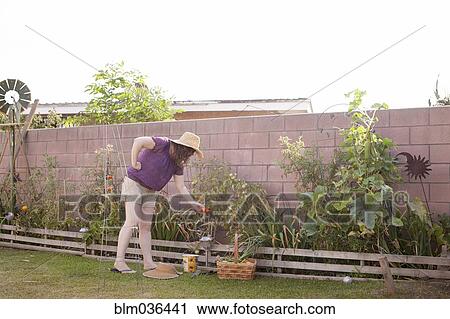 Mixed race gardener working in garden View Large Photo Image Stock Image - Mixed race gardener working in garden. Fotosearch