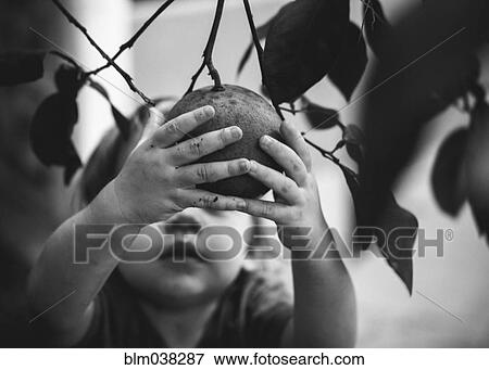 Stock Photo - Mixed race girl picking fruit from tree. Fotosearch