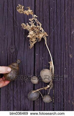 Stock Photo - Mixed race woman with variety of potatoes on board. Fotosearch
