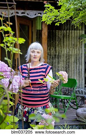 Older Caucasian woman gardening in backyard View Large Photo Image Stock Photography - Older Caucasian woman gardening in backyard. Fotosearch