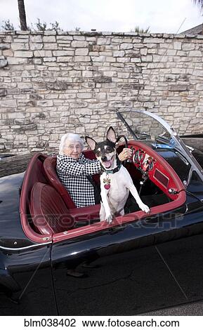 Stock Image - Older woman driving convertible with dog. Fotosearch