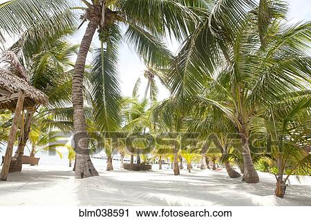 Stock Image - Palm trees growing on beach. Fotosearch