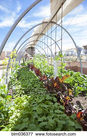 Plants growing in garden beds View Large Photo Image Stock Photo - Plants growing in garden beds. Fotosearch
