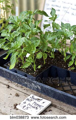 Stock Image - Potted plants for sale in nursery. Fotosearch
