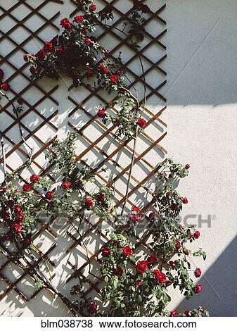 Stock Photo - Roses growing on building trellis. Fotosearch
