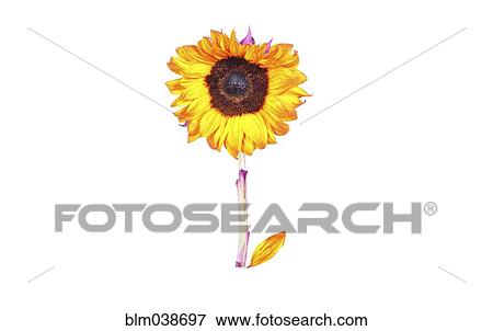 Sunflower on glass stem View Large Photo Image Stock Photo - Sunflower on glass stem. Fotosearch