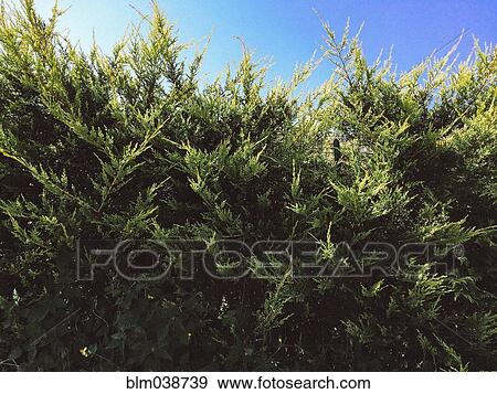 Stock Photo - Tall bushes growing under blue sky. Fotosearch