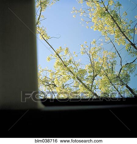 Stock Photograph - Trees and blue sky viewed through window. Fotosearch