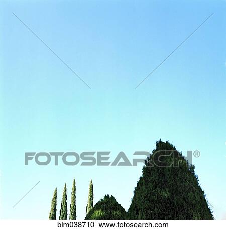 Stock Image - Treetops under blue sky. Fotosearch