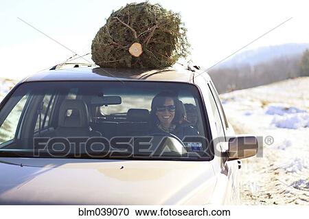 Stock Image - Woman driving Christmas tree home on car roof. Fotosearch
