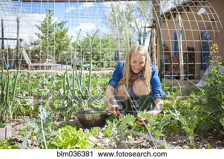 Woman gardening in backyard View Large Photo Image Stock Image - Woman gardening in backyard. Fotosearch