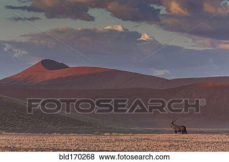 Stock Photo - Animal grazing in remote desert landscape. Fotosearch