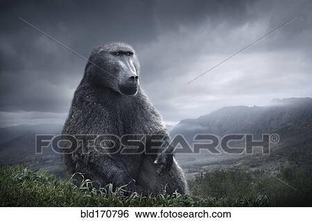 Stock Photograph - Baboon sitting on hilltop over remote landscape. Fotosearch