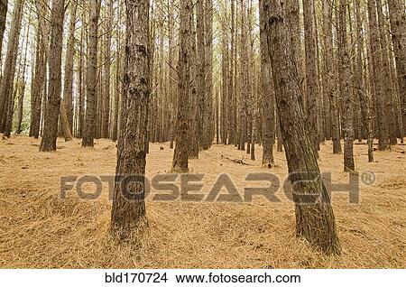 Bare trees growing in dry forest View Large Photo Image Picture - Bare trees growing in dry forest. Fotosearch