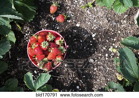 Bucket of strawberries in garden View Large Photo Image Stock Image - Bucket of strawberries in garden. Fotosearch