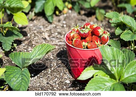 Bucket of strawberries in garden View Large Photo Image Stock Image - Bucket of strawberries in garden. Fotosearch