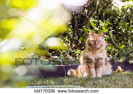 Stock Photograph - Cat sitting in backyard grass. Fotosearch