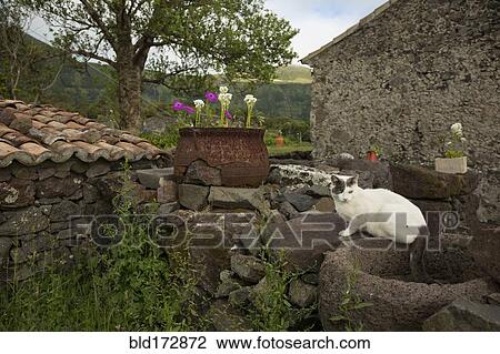 Stock Image - Cat sitting on stone wall in backyard. Fotosearch