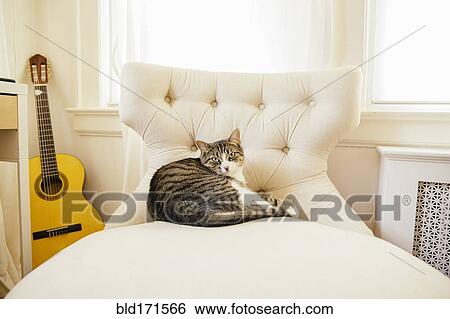 Stock Photograph - Cat sleeping on chair in living room. Fotosearch