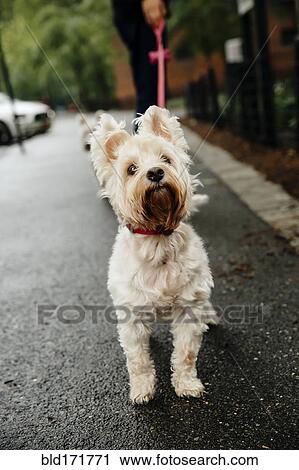 Caucasian man walking dog on wet city sidewalk View Large Photo Image Stock Image - Caucasian man walking dog on wet city sidewalk. Fotosearch