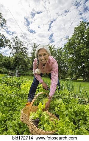 Picture - Caucasian woman picking vegetables in garden. Fotosearch