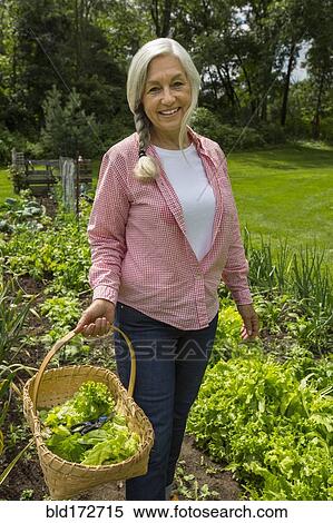 Stock Photography - Caucasian woman picking vegetables in garden. Fotosearch