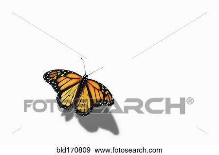 Stock Photo - Close up of butterfly perching. Fotosearch