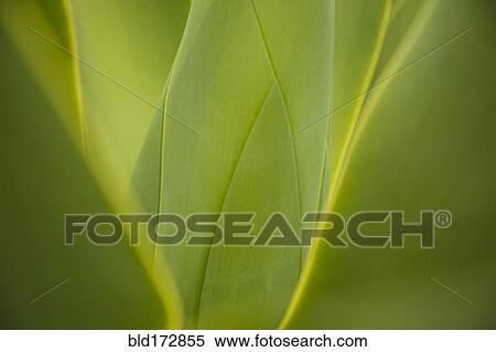Stock Photography - Close up of green leaves growing on plant. Fotosearch
