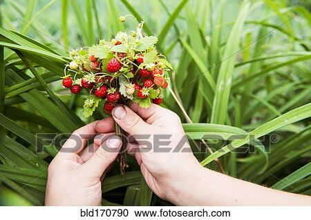 Close up of hands holding strawberry buds View Large Photo Image Stock Image - Close up of hands holding strawberry buds. Fotosearch