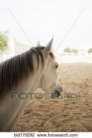 Close up of horse standing in dirt field View Large Photo Image Stock Image - Close up of horse standing in dirt field. Fotosearch