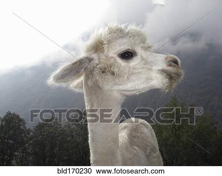 Stock Image - Close up of llama standing near mountain. Fotosearch