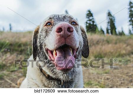 Stock Photo - Close up of panting dog sitting in field. Fotosearch