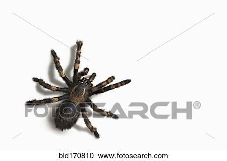 Stock Image - Close up of tarantula crawling. Fotosearch