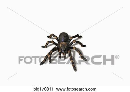 Stock Image - Close up of tarantula crawling. Fotosearch