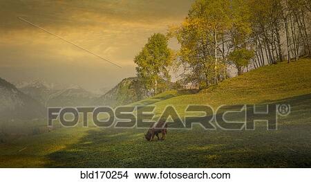 Cow grazing in misty remote field View Large Photo Image Picture - Cow grazing in misty remote field. Fotosearch