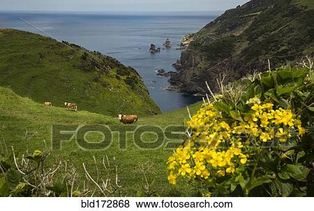 Stock Photo - Cows grazing on coastal hillside. Fotosearch