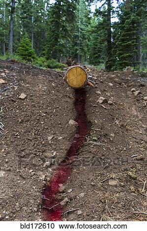 Cut tree log bleeding in forest View Large Photo Image Stock Image - Cut tree log bleeding in forest. Fotosearch